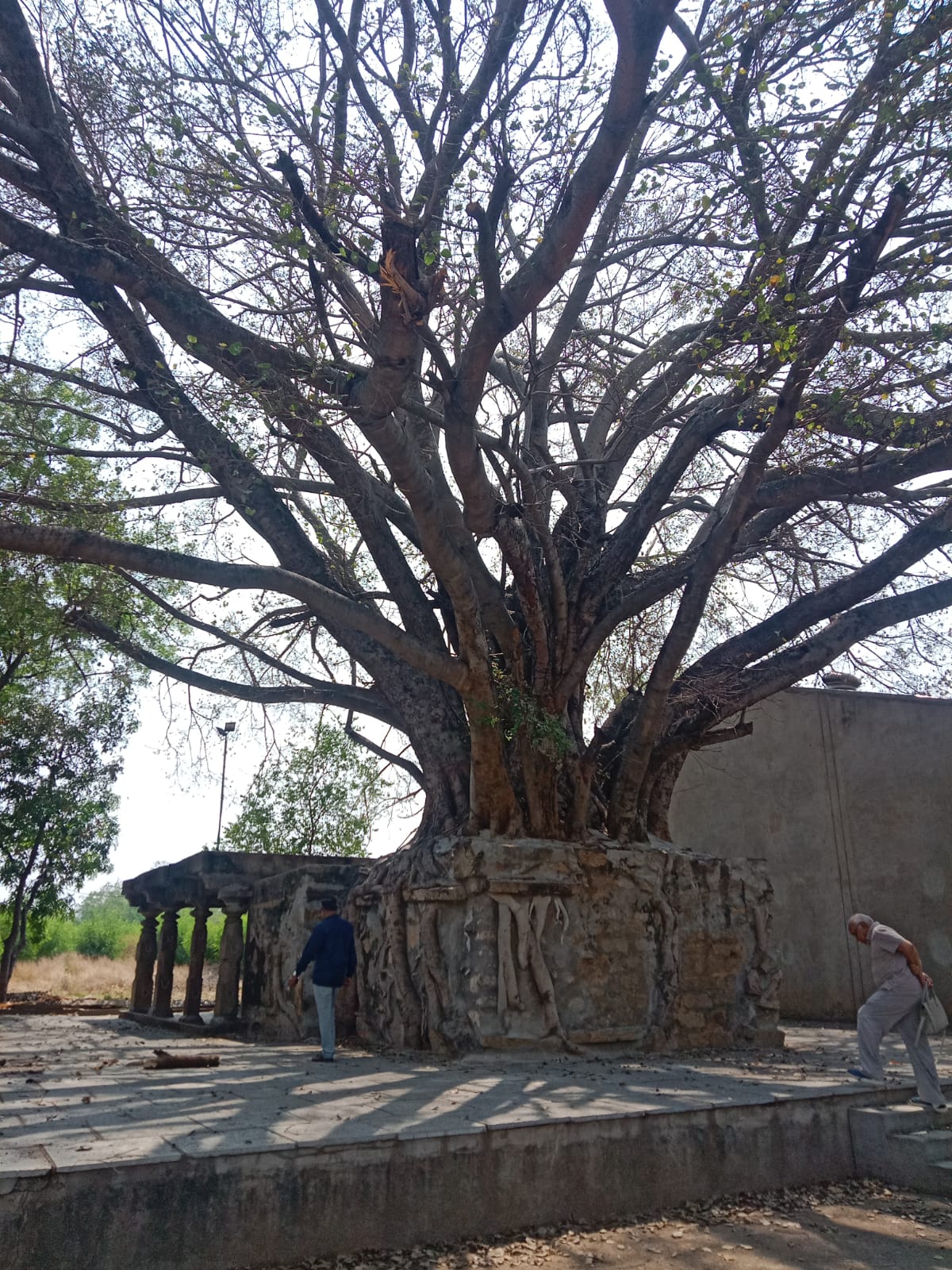 The peepal tree temple of 11th century.jpeg